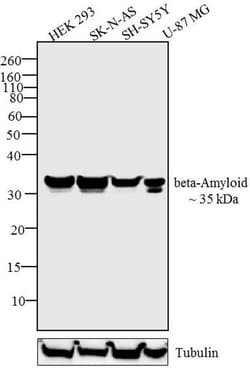 Invitrogen beta Amyloid Polyclonal Antibody 100 &mu;g; Unconjugated:Antibodies,