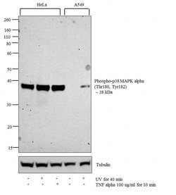 Invitrogen Phospho-p38 MAPK (Thr180, Tyr182) Polyclonal Antibody 100 &mu;L;