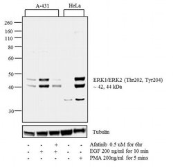 Invitrogen Phospho-ERK1/ERK2 (Thr202, Tyr204) Polyclonal Antibody 100 &mu;L;