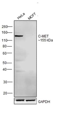 Invitrogen c-Met Monoclonal Antibody (3D4) 100 &mu;g; Unconjugated:Antikörper