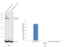 Invitrogen&trade;&nbsp;beta Amyloid (N-terminal) Monoclonal Antibody (NAB228)