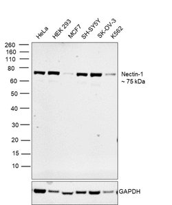 Invitrogen Nectin 1 Monoclonal Antibody (CK8) 100 &mu;g; Unconjugated:Antibodies,