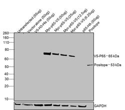 Invitrogen V5 Tag Monoclonal Antibody (2F11F7) 100 &mu;g; Unconjugated:Antibodies,