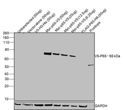 Invitrogen V5 Tag Monoclonal Antibody (2F11F7) 100 &mu;g; Unconjugated:Antibodies,