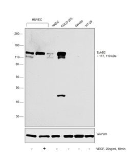 Invitrogen EphB2 Monoclonal Antibody (1A6C9) 100 &mu;g; Unconjugated:Antibodies,
