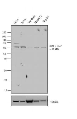 Invitrogen BTRC Monoclonal Antibody (1B1D2) 100 &mu;g; Unconjugated:Antibodies,