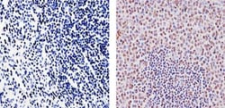 Invitrogen SOCS1 Monoclonal Antibody (4H1) 100 &mu;g; Unconjugated:Antibodies,