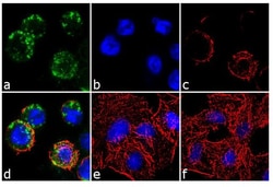 Invitrogen EphA2 Monoclonal Antibody (1C11A12) 100 &mu;g; Unconjugated:Antibodies,