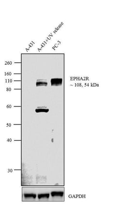 Invitrogen EphA2 Monoclonal Antibody (1C11A12) 100 &mu;g; Unconjugated:Antibodies,