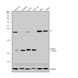 Invitrogen Claudin 7 Monoclonal Antibody (5D10F3) 100 &mu;g; Unconjugated:Antibodies,