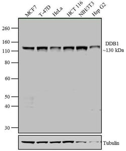 Invitrogen DDB1 Monoclonal Antibody (2B12D1) 100 &mu;g; Unconjugated:Antibodies,