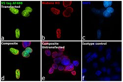 Invitrogen&trade;&nbsp;V5 Tag Monoclonal Antibody (2F11F7), Alexa Fluor&trade; 488
