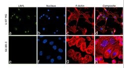 Invitrogen LRP1 Monoclonal Antibody (A2MR-beta-1) 100 &mu;g; Unconjugated:Antibodies,