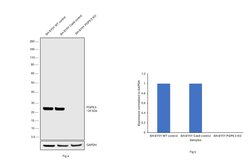 Invitrogen PGP9.5 Polyclonal Antibody 100 &mu;g; Unconjugated:Antibodies,