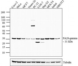 Invitrogen PSME3 Polyclonal Antibody 100 &mu;g; Unconjugated:Antibodies,