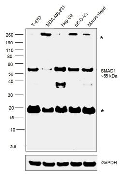 Invitrogen SMAD1 Polyclonal Antibody 100 &mu;g; Unconjugated:Antibodies,