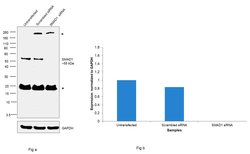 Invitrogen SMAD1 Polyclonal Antibody 100 &mu;g; Unconjugated:Antibodies,