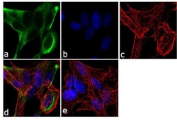 Invitrogen BMPR1A Polyclonal Antibody 100 &mu;g; Unconjugated:Antibodies,