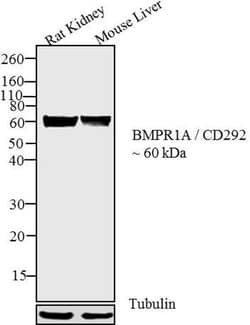Invitrogen BMPR1A Polyclonal Antibody 100 &mu;g; Unconjugated:Antibodies,