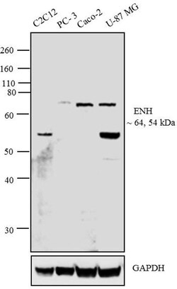 PDLIM5 Polyclonal Antibody, Invitrogen 100 &mu;g | Buy Online | Invitrogen | Fisher Scientific