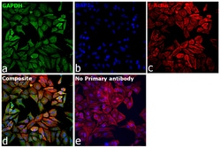 Invitrogen GAPDH Monoclonal Antibody (ZG003) 100 &mu;g; Unconjugated:Antibodies,