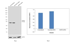 Invitrogen GAPDH Monoclonal Antibody (ZG003) 100 &mu;g; Unconjugated:Antibodies,