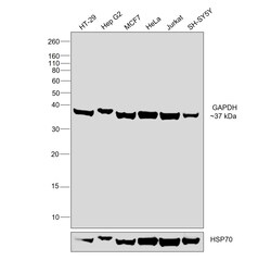 Invitrogen GAPDH Monoclonal Antibody (ZG003) 100 &mu;g; Unconjugated:Antibodies,