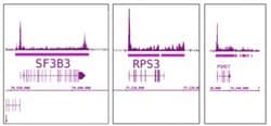 RNA pol II Monoclonal Antibody (4H8), Active Motif 200 &mu;L; Unconjugated:Antibodies,