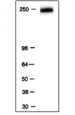 RNA pol II Monoclonal Antibody (4H8), Active Motif 200 &mu;L; Unconjugated:Antibodies,