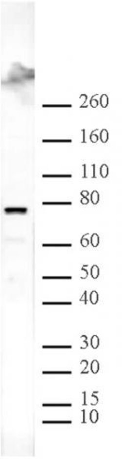 ASH2L Polyclonal Antibody, Active Motif 100 &mu;L | Buy Online | Active Motif | Fisher Scientific
