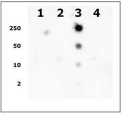 Histone H2AK9ac Polyclonal Antibody, Active Motif 200 &mu;L; Unconjugated:Antibodies,