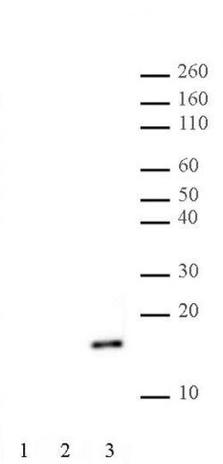 Histone H2AK9ac Polyclonal Antibody, Active Motif 200 &mu;L; Unconjugated:Antibodies,