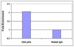 Histone H2A, acidic patch Polyclonal Antibody, Active Motif 10 &mu;L; Unconjugated:Antibodies,