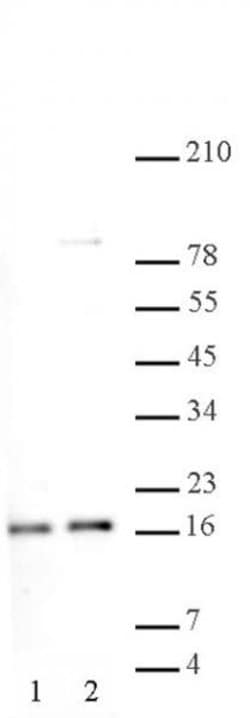 Histone H2A, acidic patch Polyclonal Antibody, Active Motif 10 &mu;L; Unconjugated:Antibodies,
