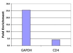 Histone H2BK5ac Polyclonal Antibody, Active Motif 200 &mu;L; Unconjugated:Antibodies,