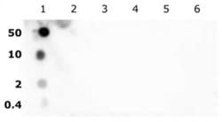 Histone H2BK5ac Polyclonal Antibody, Active Motif 200 &mu;L; Unconjugated:Antibodies,