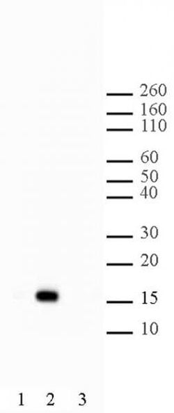 Histone H2BK5ac Polyclonal Antibody, Active Motif 200 &mu;L; Unconjugated:Antibodies,
