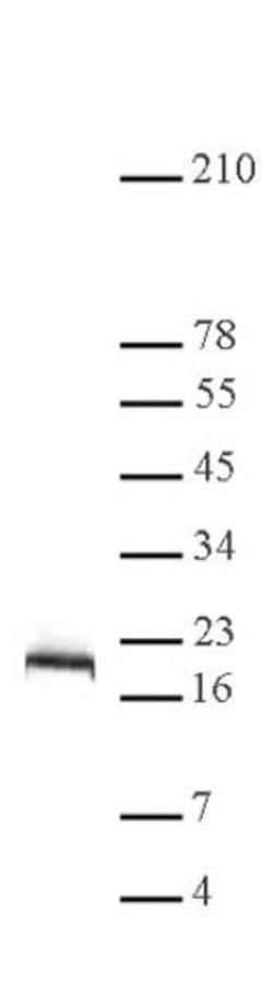 Histone H2B Polyclonal Antibody, Active Motif 10 &mu;L; Unconjugated:Antibodies,