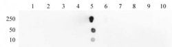 Histone H3K18ac Polyclonal Antibody, Active Motif:Antibodies:Primary Antibodies
