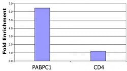 Histone H3K23ac Polyclonal Antibody, Active Motif 100 &mu;L; Unconjugated:Antibodies,