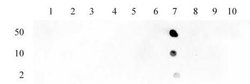 Histone H3K23ac Polyclonal Antibody, Active Motif 100 &mu;L; Unconjugated:Antibodies,