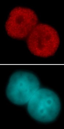 Histone H3K23ac Polyclonal Antibody, Active Motif 100 &mu;L; Unconjugated:Antibodies,