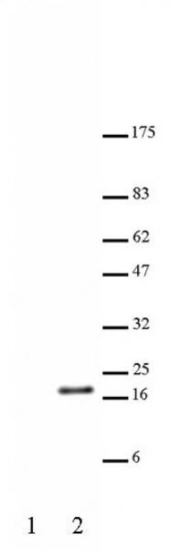 Histone H3K23ac Polyclonal Antibody, Active Motif 100 &mu;L; Unconjugated:Antibodies,