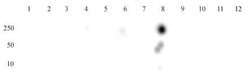 Histone H3K27ac Polyclonal Antibody, Active Motif 50 &mu;g; Unconjugated:Antibodies,