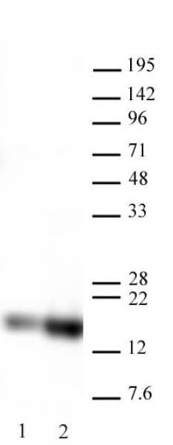 Histone H3K27ac Polyclonal Antibody, Active Motif 50 &mu;g; Unconjugated:Antibodies,