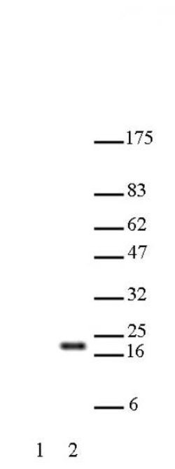 Histone H3K27ac Polyclonal Antibody, Active Motif 10 &mu;L; Unconjugated:Antibodies,