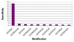 Histone H3K9ac Polyclonal Antibody, Active Motif:Antibodies:Primary Antibodies