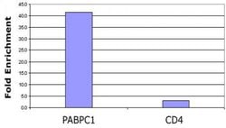 Histone H3K9ac Polyclonal Antibody, Active Motif:Antibodies:Primary Antibodies