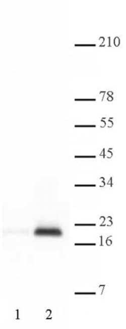 Histone H3K9ac Polyclonal Antibody, Active Motif:Antibodies:Primary Antibodies