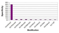 Histone H3K4me2 Polyclonal Antibody, Active Motif 100 &mu;L; Unconjugated:Antibodies,